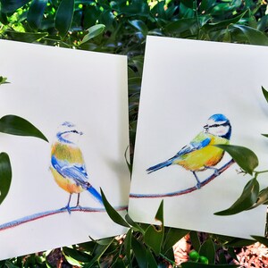 Cartes postales mésanges bleues lot de 2 cartes illustration crayons de couleur duo oiseaux amoureux impression mate