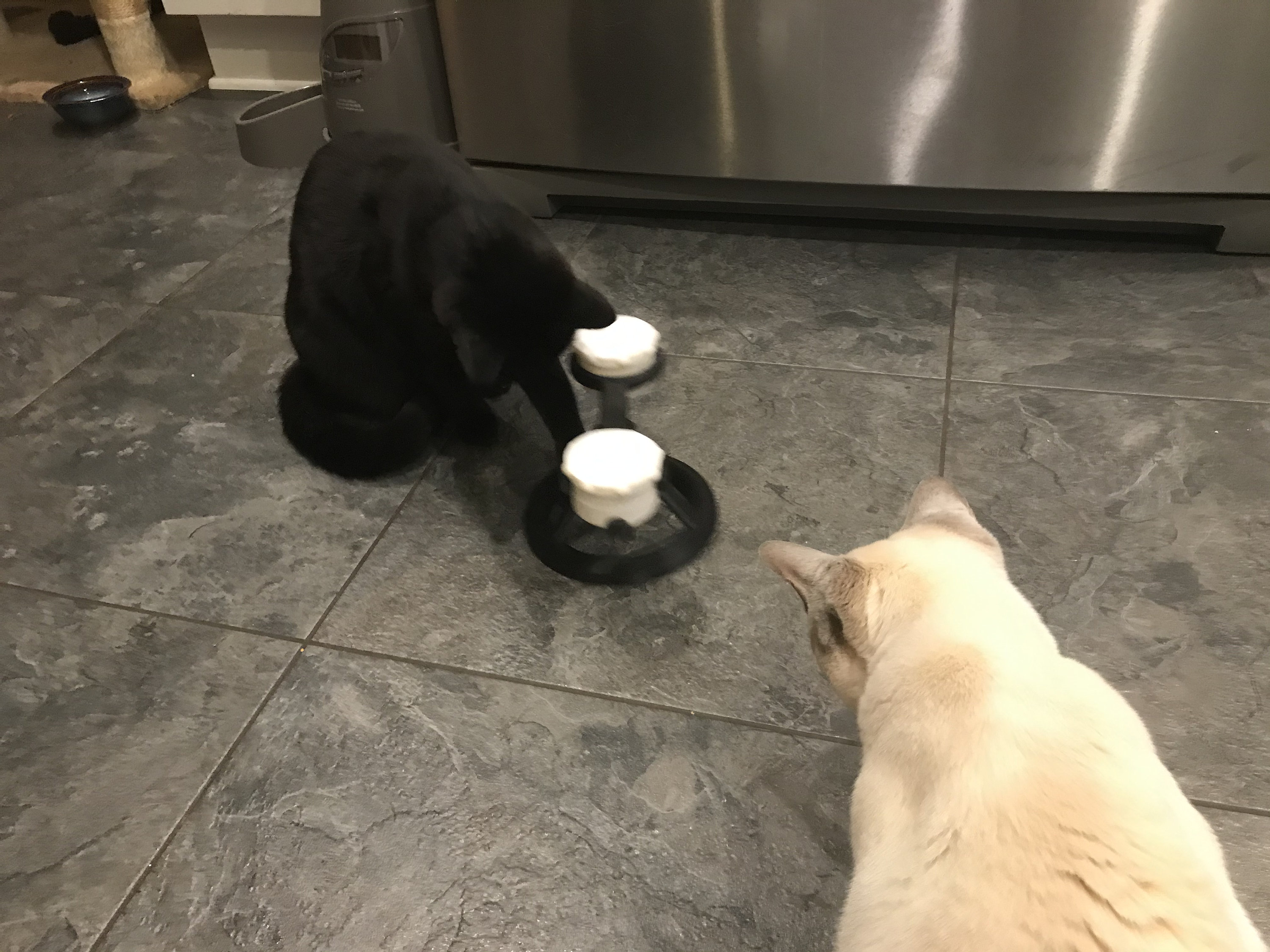 3D Printed Cat Fidget Spinner / Cat Toy / Cat Feeder / Mother's Day ...