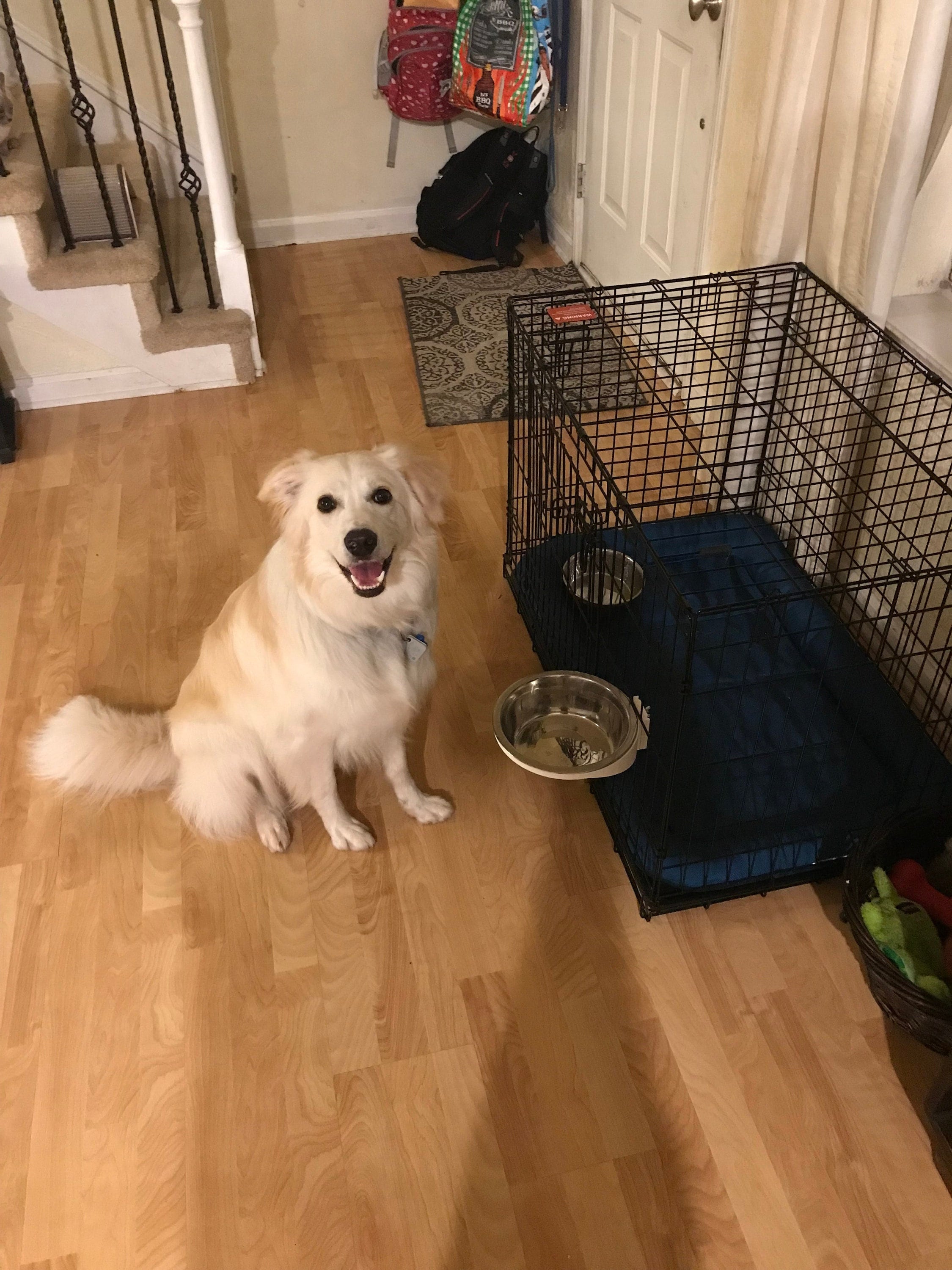 dog crate bowl holder