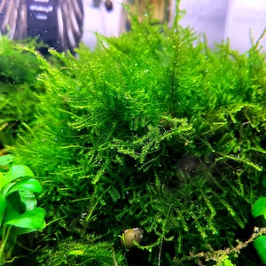 Weeping Moss/ Vesicularia Ferriei