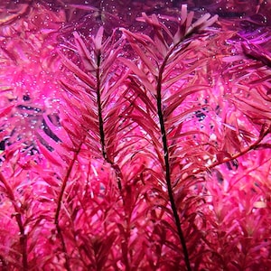 May include: A close-up of a vibrant pink aquatic plant with delicate, feathery leaves. The plant is submerged in water, creating a beautiful underwater scene.
