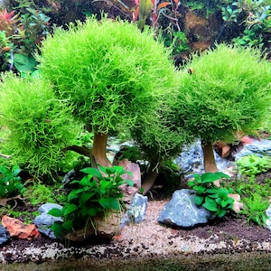 Riccia Fluitans/ Crystalwort flotante