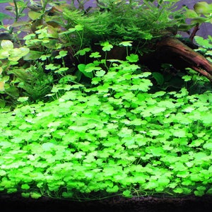 Hydrocotyle Tripartita Sp Dwarf Japan Etsy Hydrocotyle Tripartita Sp Dwarf Japan Etsy