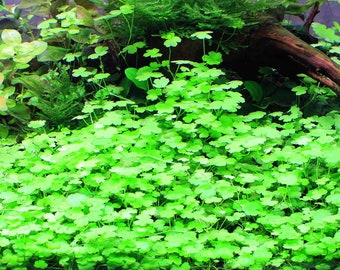 Water Sprite Ceratopteris Thalictroides Indian Fern Water Etsy Water Sprite Ceratopteris Thalictroides Indian Fern Water Etsy