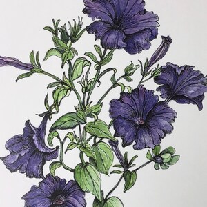 Trailing Petunias Karte