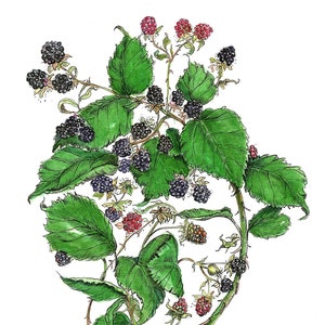 Tarjeta de felicitación de moras maduras