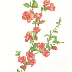 Cartão de cumprimentos da flor Japonica