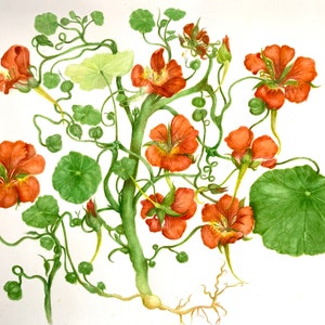 NASTURTIUM bloemen wenskaart