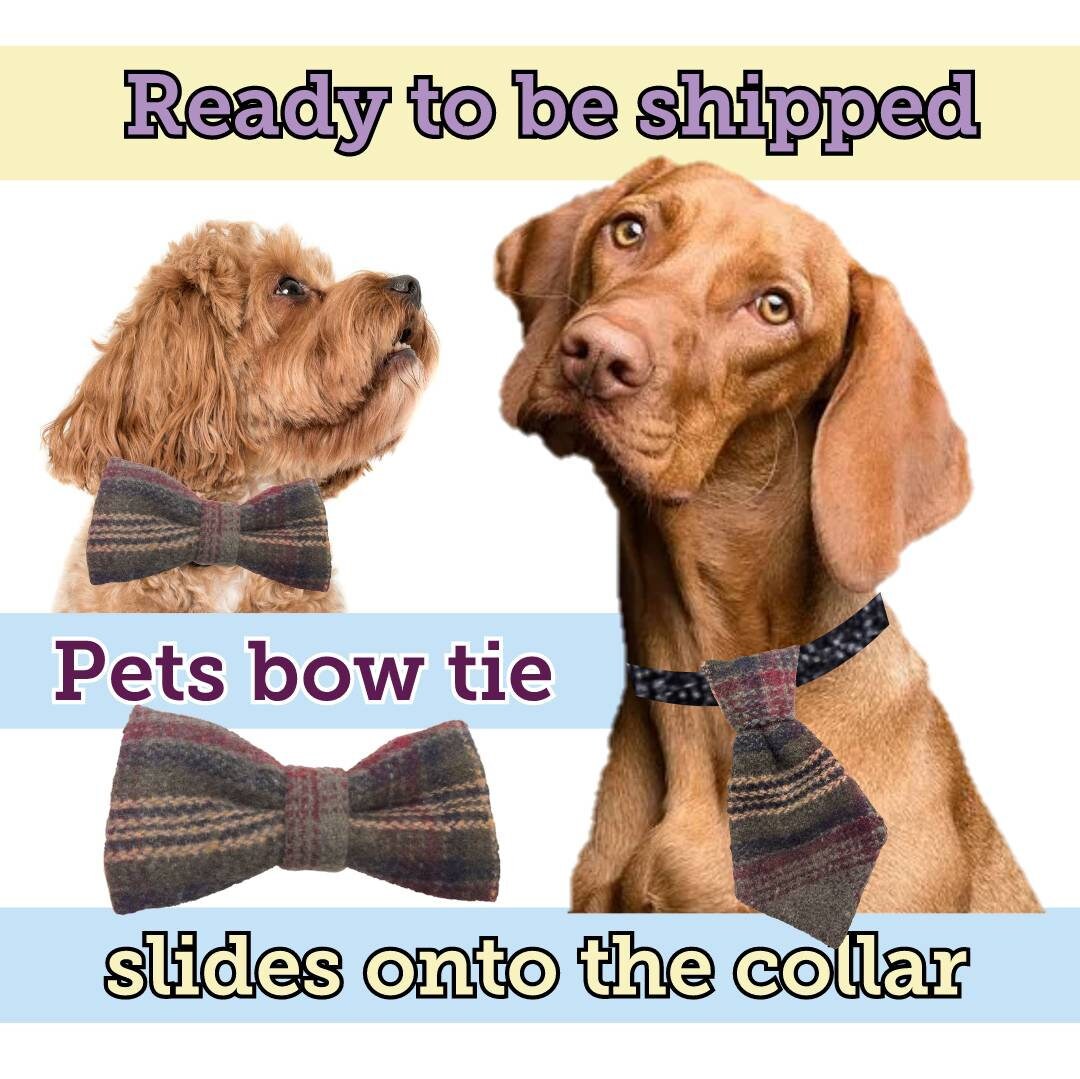 Pet Collar with Bow Tie Luxury Designer Dog Cat Collars - China Dog Collar  and LED Collar price