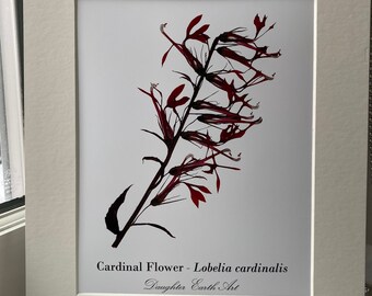 Botanical Print - Cardinal Flower