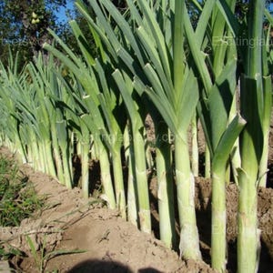 Bulgarisk jättepurjolöksfrön 50 - Storstjälkad purjolök Allium Porrum Högavkastande grönsak