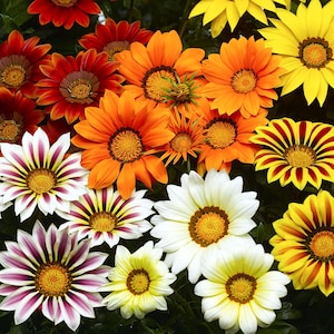 Giant Gazania Seeds – Bold, Dazzling Blooms That Love the Sun. Mix Color
