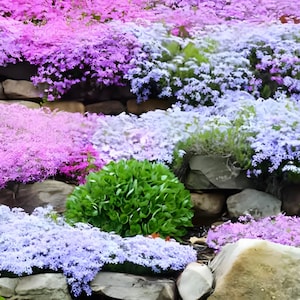 Creeping Aromatic Herb – bodembedekkende geur voor je tuin. 1000 zaden.