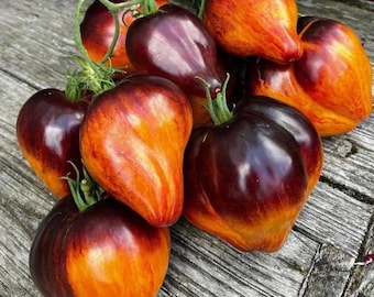 ALBERO DI POMODORI Tamarillo Cyphomandra Solanum Betaceum Semi Freschi ALBERO DI POMODORI Tamarillo Cyphomandra Solanum Betaceum Semi Freschi