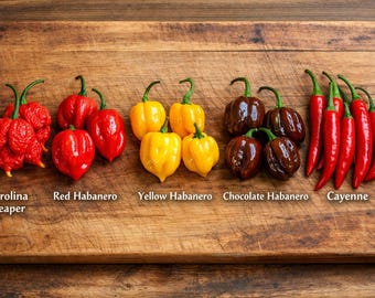 Die 5 schärfsten Chilis der Welt - Rare Chili Seed Collection, Extreme Heat - 5 x 10 Samen