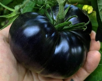Tomate Negro – Tomate Heirloom 20 Semillas