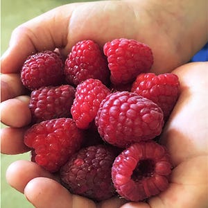 50 Giant Raspberry Seeds – Extra-Large, Sweet Berries for a Juicy Harvest!