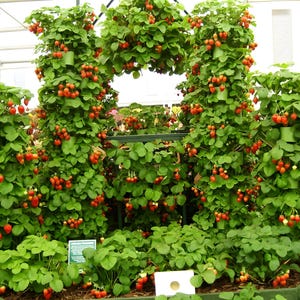 Può includere: Un giardino verticale con più file di piante di fragole che crescono in vasi. Le piante sono rigogliose e verdi con fragole rosse mature che pendono dai tralci.