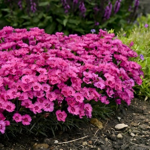 Dianthus Seeds – Classic Beauty and Sweet Fragrance for Your Garden. Mix Color. ART670