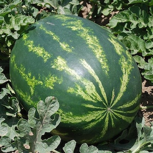 Puede incluir: Una gran sandía madura con una corteza verde oscuro y rayas verdes más claras. La sandía está rodeada de hojas verdes y descansa en el suelo. La fruta es un símbolo del verano y el refresco.
