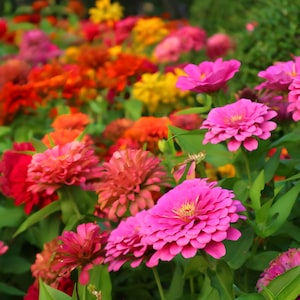 Zinnia Seeds – Bright, Bold, and Beautiful All Season Long. Mix Color. ART655