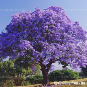 Paulownia Samen - Schnellwachsender Kaiserin Baum für Garten und Landschaft