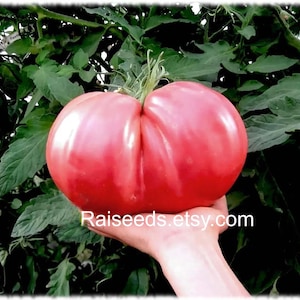 Könnte beinhalten: Eine große, reife, rosa Tomate, die in einer Hand gehalten wird, mit einem grünen, blättrigen Hintergrund. Die Tomate hat eine einzigartige Form und eine glatte Oberfläche. Der Text "Raiseeds.etsy.com" ist unten im Bild zu sehen.