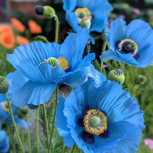 30 Himalaya blauwe maanzaad | Zeldzame blauwe bloemzaden | Meconopsis betonicifolia | Tuinbloemzaden