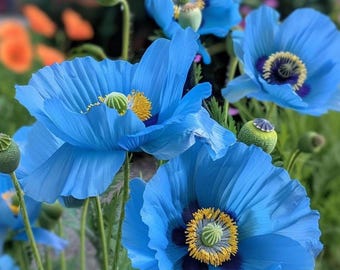 30 Himalaya blauwe maanzaad | Zeldzame blauwe bloemzaden | Meconopsis betonicifolia | Tuinbloemzaden