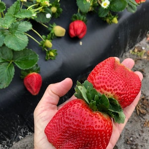 Puede incluir: Dos fresas grandes, de color rojo brillante, con hojas verdes, sostenidas en una mano. Las fresas tienen forma de corazón y una superficie brillante y lustrosa.