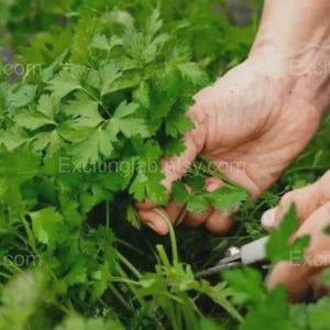 Puede incluir: Primer plano de manos cosechando perejil verde fresco y vibrante. El perejil se corta con pequeñas tijeras plateadas. La imagen está tomada sobre un fondo borroso de otra vegetación, lo que sugiere un entorno de jardín.