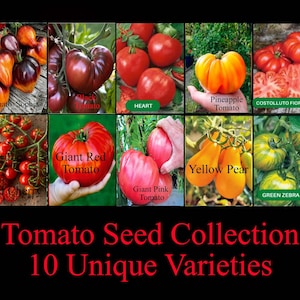 Tomatfrön Mix – 10 olika sorter, 50 frön, arv och exotisk samling