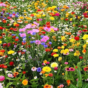Natuurlijke wilde bloemenzaadmix: een blijvende regenboog van kleuren. 500 zaden ART701