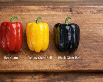 3 varietà esotiche di peperoni dolci giganti: semi di peperoni rossi, gialli, neri e fritti - 3 x 20 semi