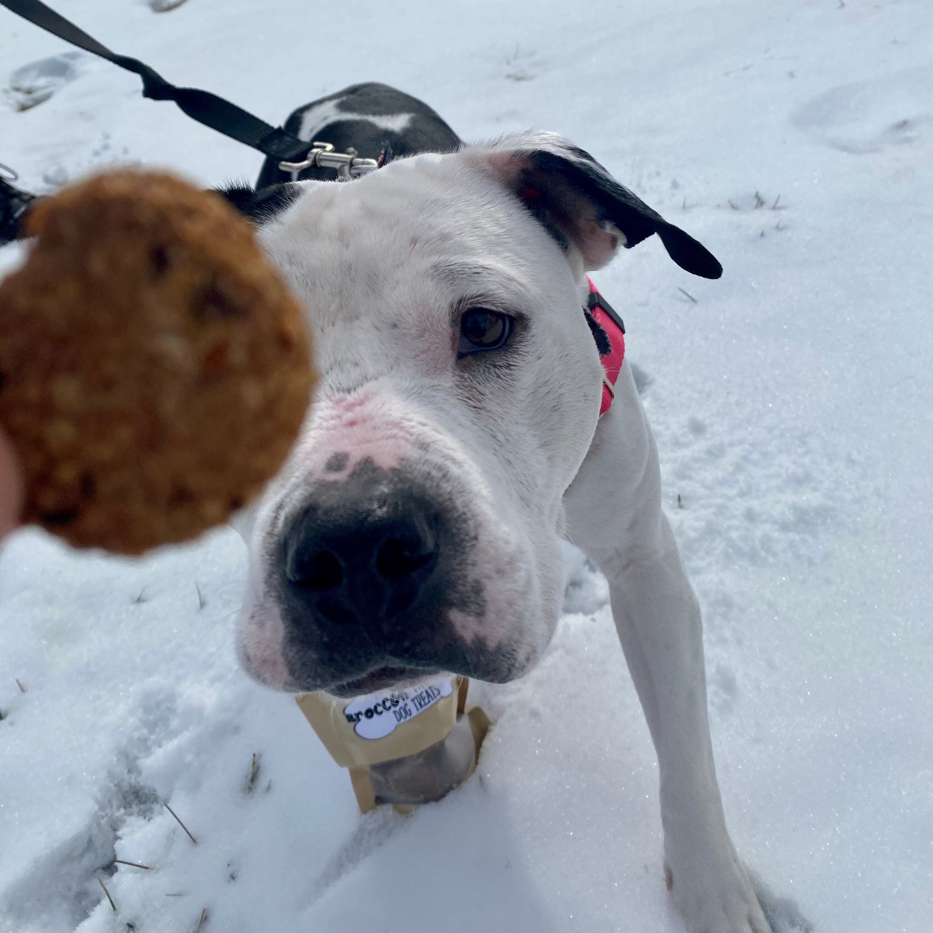Natürliche hausgemachte Brokkoli Cheddar Hund Leckereien. Etsy