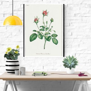 Common Provence Rose Bud by John Edwards, Vintage print, Wall paper, wall art prints, wall art décor, botanical print, Famous Paintings, Art