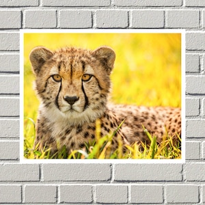 Cheetah (2014) by Ronda Gregorio, Animal photos, Art Poster Gifts, Nature prints, Art Deco, Animals Art Poster, Fine art, Home Decor