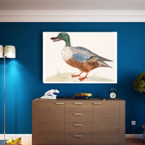 Northern shoveler print by Johan Teyler, Dutch Golden Age, Dutch Print, Art Gifts, Vintage Painting Prints, gifts for him/her, wall art