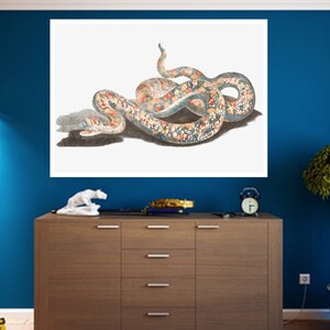 A snake painting by Johan Teyler, Dutch Golden Age, Dutch Print, Art Gifts, Vintage Painting Prints, gifts for him/her, wall art, wall paper