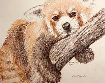 Red Panda Drawing Etsy