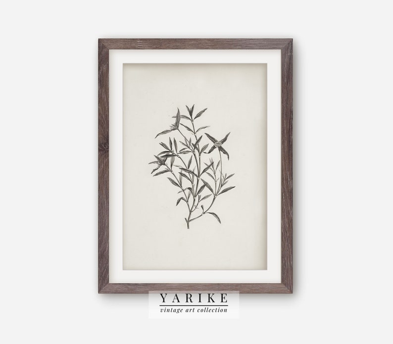 Old Botanical Sketch Vintage Farmhouse Print PRINTABLE - Etsy