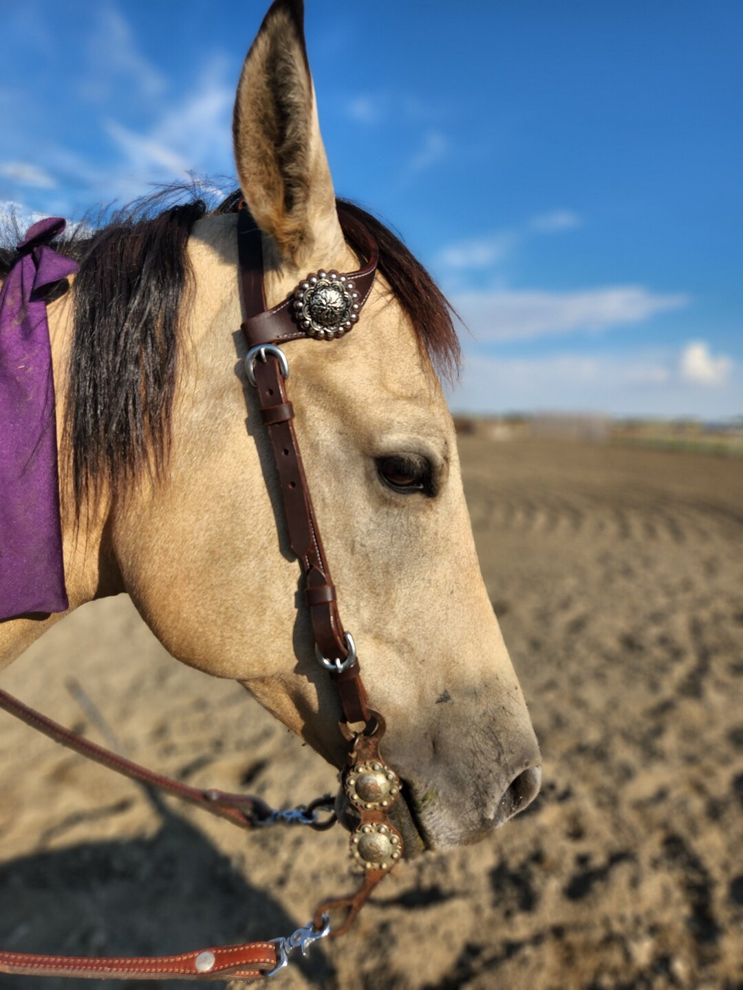 Têtière Western Tory 'One-Ear' – Cuir Marron, Conchos Argentés, Taille Cheval