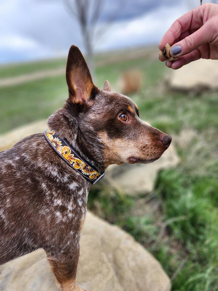 黄色のひまわり柄のレザー製犬用首輪、黄色の花柄ペット用首輪、快適