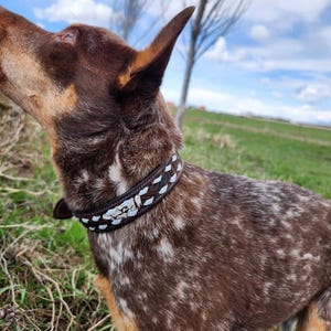 Rafter T Ranch Co. Black Washed Dog Collar with White Buckstitch main image 1