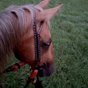 Turquoise Buckstitch- Belt Style Split Ear Headstall - Western Headstall - Western Bridle- Leather Horse Tack - Ranch Hand Premium Leather