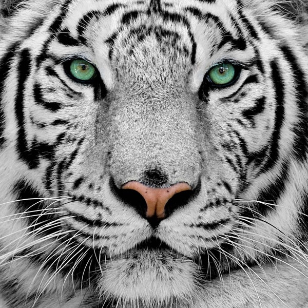 Fabric Poster | Animal Panel Fabric | White Tiger | Tiger Decor Poster | Pillow Cushion Fabric | Chair Upholstery | Bag Fabric | Tiger Panel