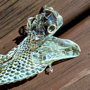 May include: A translucent, shed snake skin showing intricate, overlapping scale patterns. The discarded skin is pale, off-white, and papery in texture, with a distinct head section featuring clear, circular eye coverings and a hollow, open jaw structure.