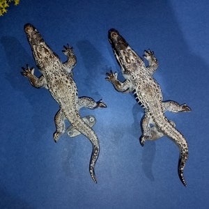Sankeskin Monster Lizard Door Pull Wild Animal Pulls | Marsh Crocodile Handle Set Brass Hardware | Total Weight- 715 x 2 = 1430 Grams Approx