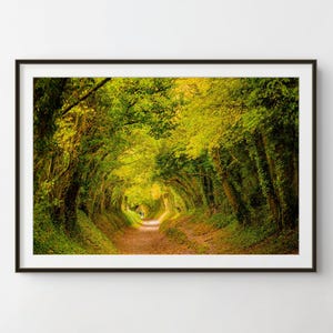 Może przedstawiać: Oprawiona fotografia krajobrazowa przedstawiająca wąską polną ścieżkę wijącą się przez gęsty tunel bujnych zielonych drzew. Listowie tworzy baldachim nad głową, a światło słoneczne przenika przez liście, oświetlając ścieżkę ciepłym blaskiem.