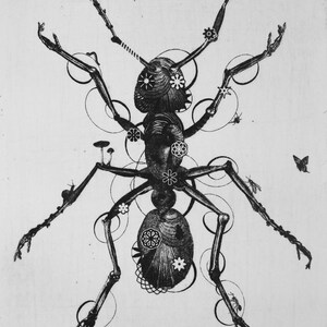 Ant